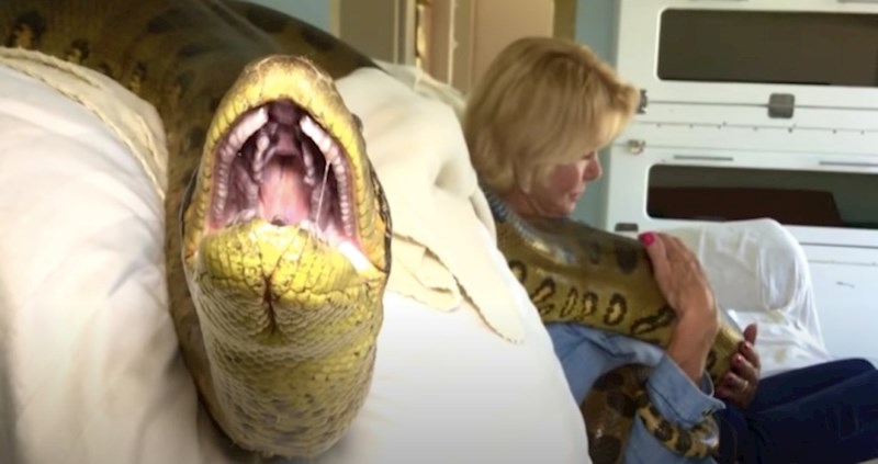 VIDEO Strašni "kućni ljubimci" zbog kojih ovim ljudima više ne dolaze gosti