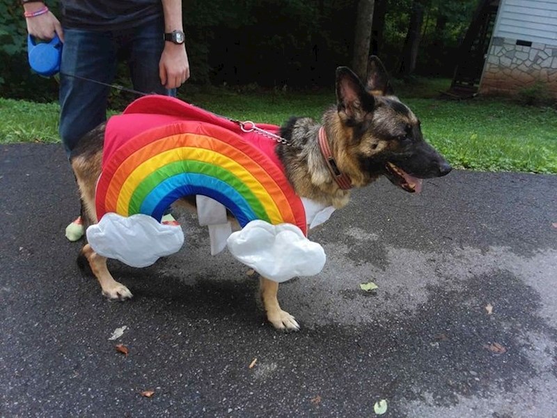 4. Klinac se odjednom počeo bojati obiteljskog psa. Evo kako roditelji pokušavaju riješiti novonastali problem.