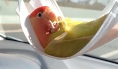 Tip je pokazao kako prevozi svoju pticu u automobilu, video je lajkao preko 60 tisuća ljudi