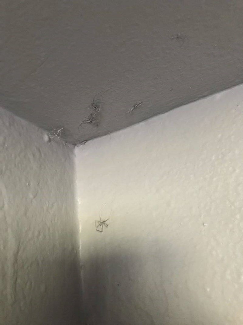 14. Ovako je najmodavac riješio gnijezdo paukova