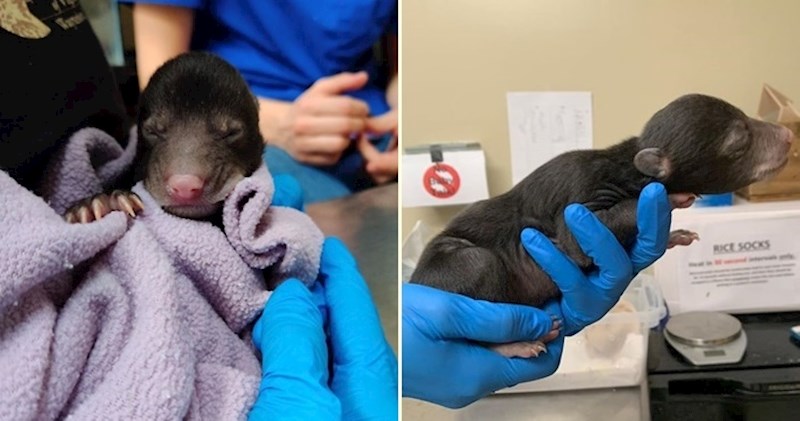 Obiteljski pas pronašao siroče medvjedića i donio ga vlasnicima da ga spase