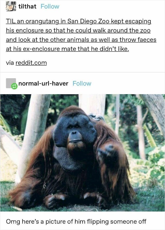 6. Prosti orangutan