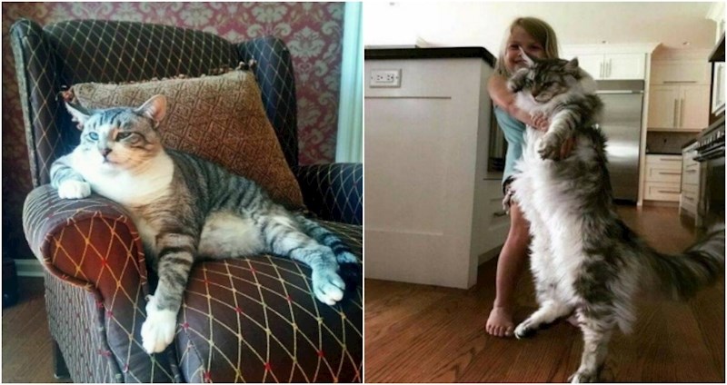 19 fotki ekstremno velikih mačaka za koje nećete vjerovati da nisu fotošopirane