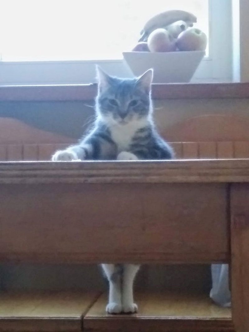 18. Sazvala je sastanak sa svojim vlasnicima da im objasni neke stvari vezano uz svoju prehranu...