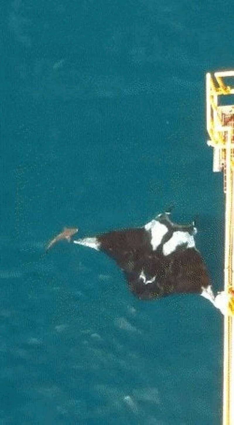 #2 Golema oceanska raža snimljena kod Trinidada (Kuba). Ovo pored nje je morski pas.