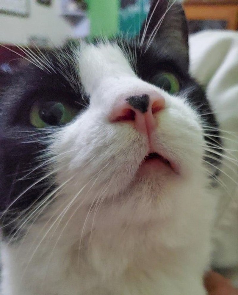 11. Mrljica na njušci u obliku srca.😍