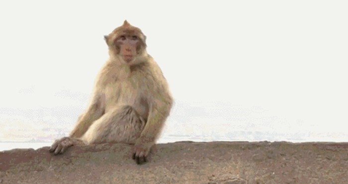 Ovaj vragolasti majmun odlučio je reporterki pokvariti javljanje uživo