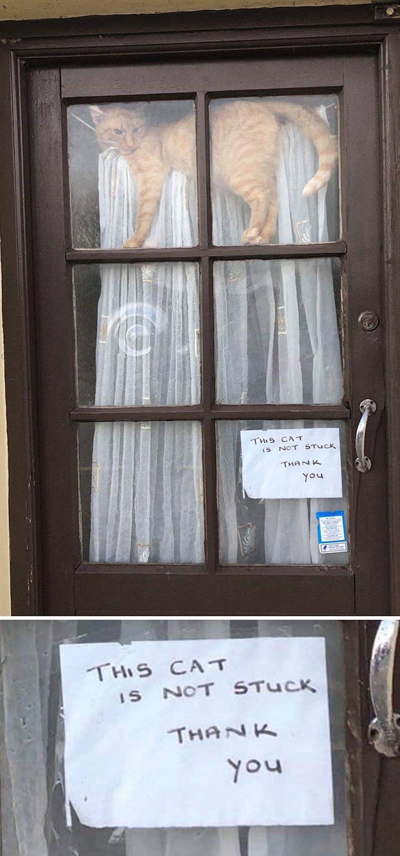 10. Zamislite samo što siroti vlasnik ove mačke proživljava.😂