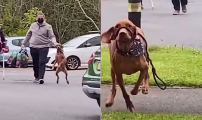VIDEO Pas je ugledao vlasnicu nakon 18 mjeseci, rastopit ćete se od njegove emotivne reakcije