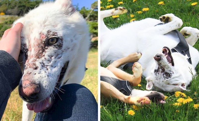 7. Pas koji je prebolio tešku kožnu bolest