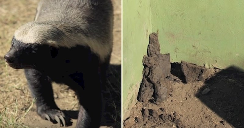 VIDEO Upoznajte neustrašive jazavce koji mogu pobjeći doslovno od bilo kuda
