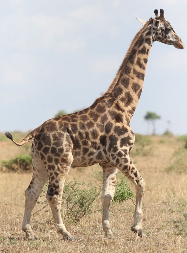 2. Ovako izgleda žirafa s displazijom kralješnice