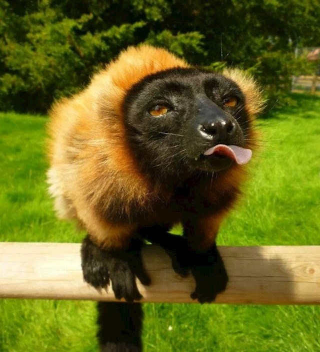 8. Lemur uhvaćen u savršenom trenutku