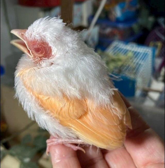 5. Rijedak albino primjerak ptice vrste crveni kardinal