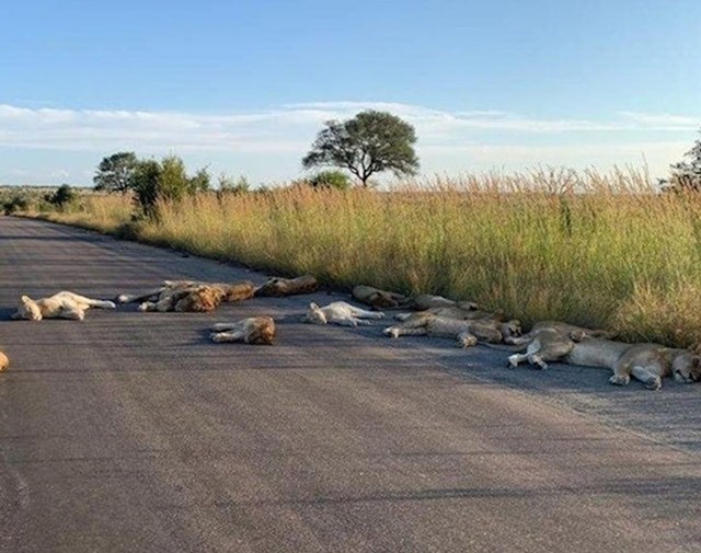 Lijeno popodne u Južnoj Africi.