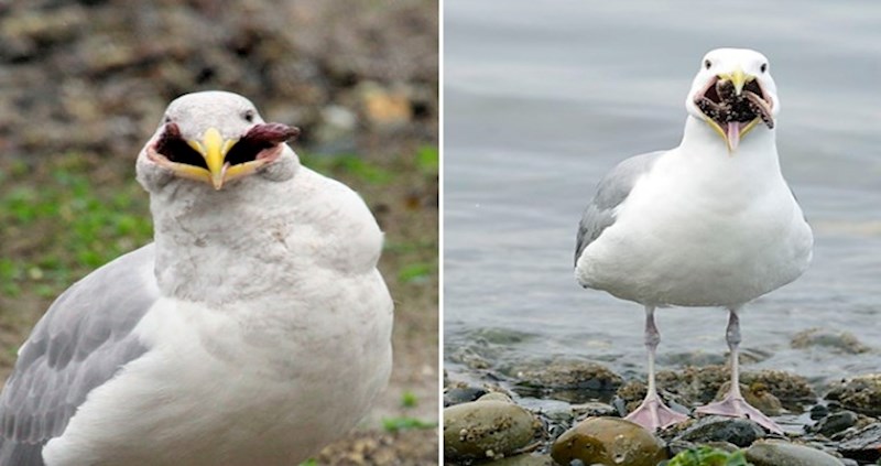 Netko je primijetio da galebovi jedu morske zvijezde i pritom izgledaju zastrašujuće