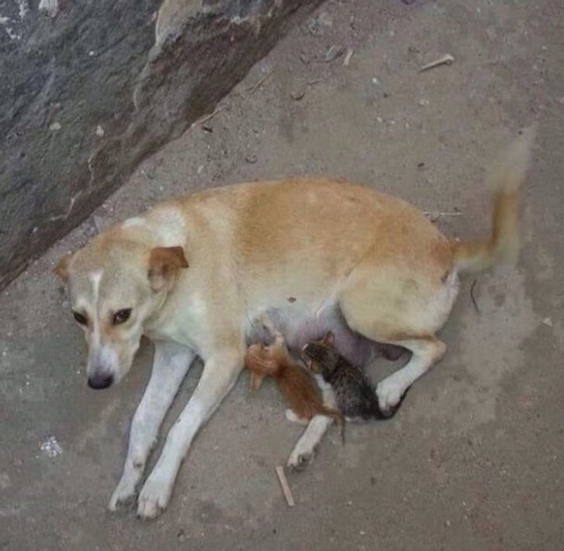 Životinje su ponekad humanije od ljudi.