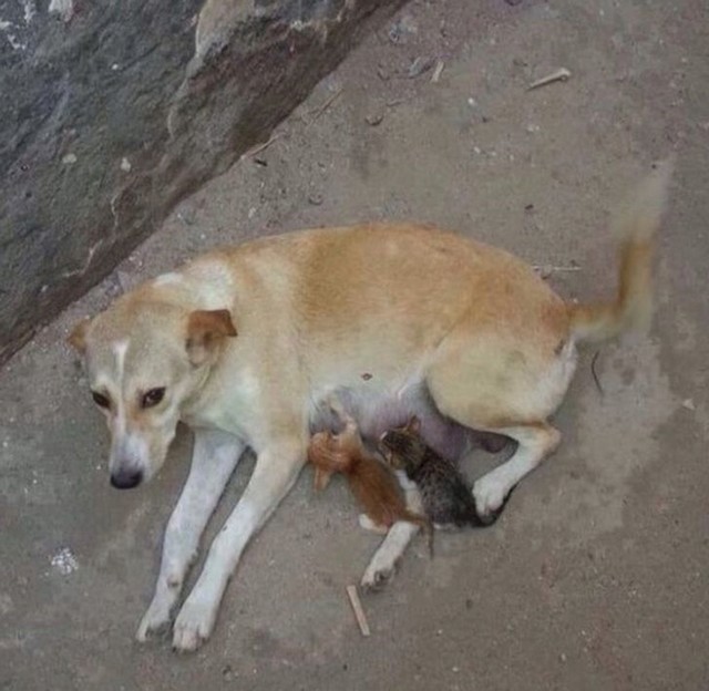 Životinje su ponekad humanije od ljudi.