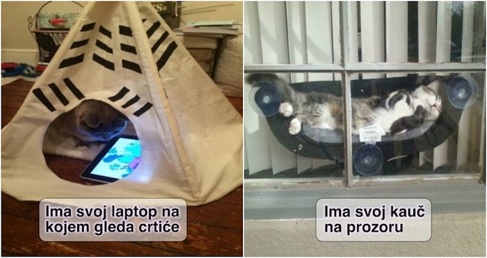 17 razmaženih mačaka čije će vas navike nasmijati do suza