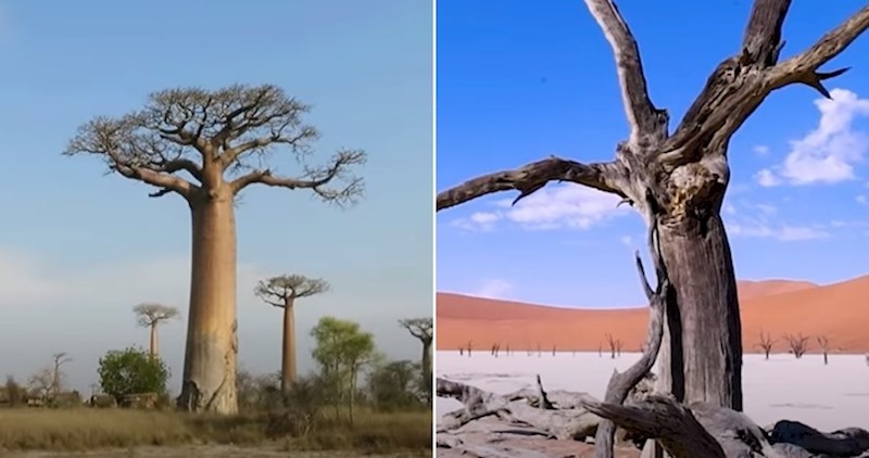 VIDEO 15 najneobičnijih vrsta drveća na svijetu