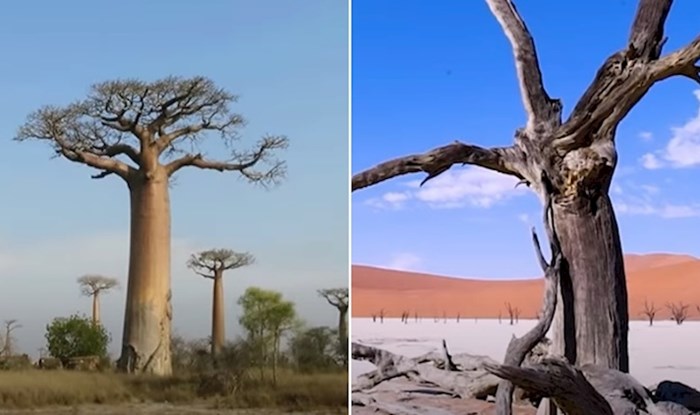 VIDEO 15 najneobičnijih vrsta drveća na svijetu