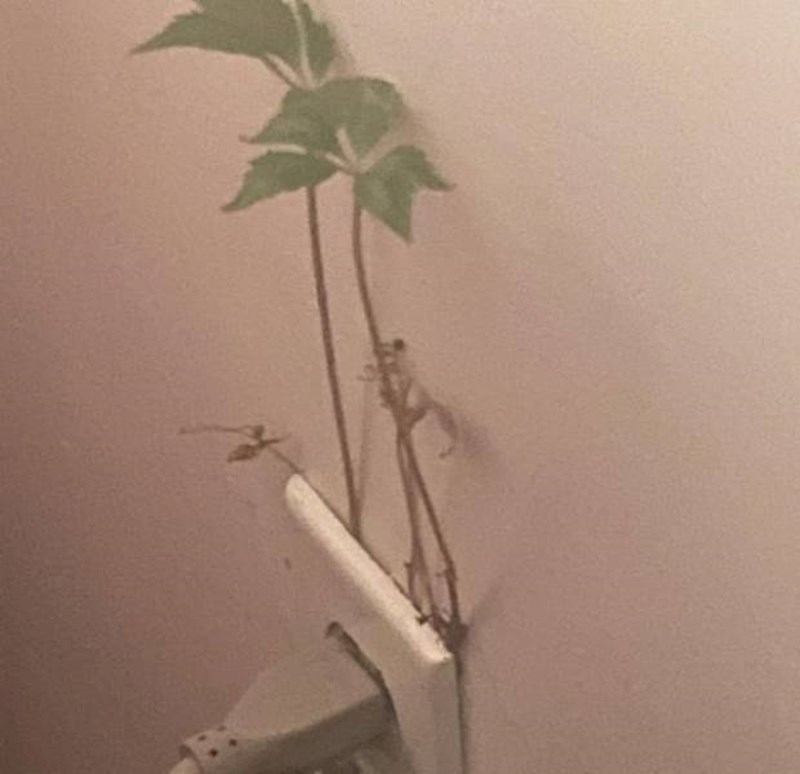 15. Biljka je počela rasti iz utičnice