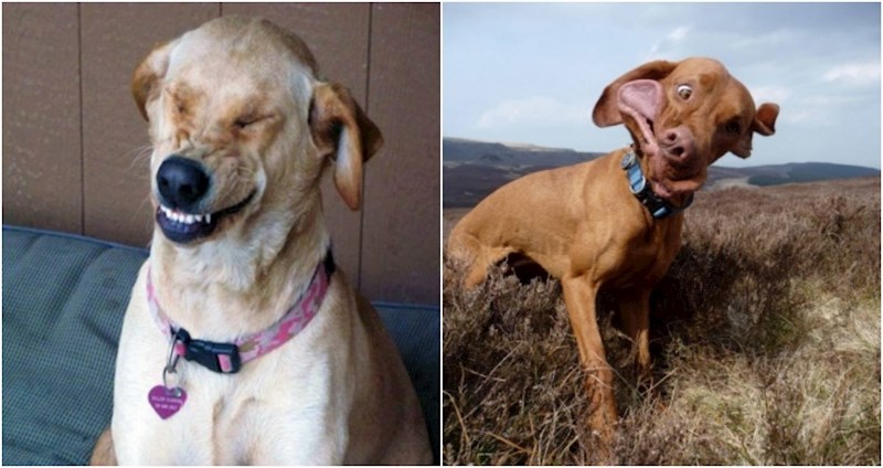 20+ vlasnika uhvatili su svoje pse u trenutku kihanja, fotke su urnebesne