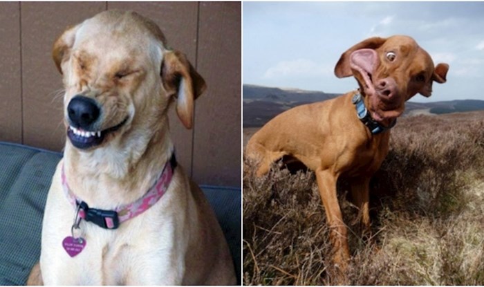 20+ vlasnika uhvatili su svoje pse u trenutku kihanja, fotke su urnebesne