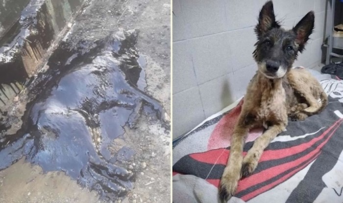 Pas koji je nađen potpuno prekriven katranom uspješno se oporavlja