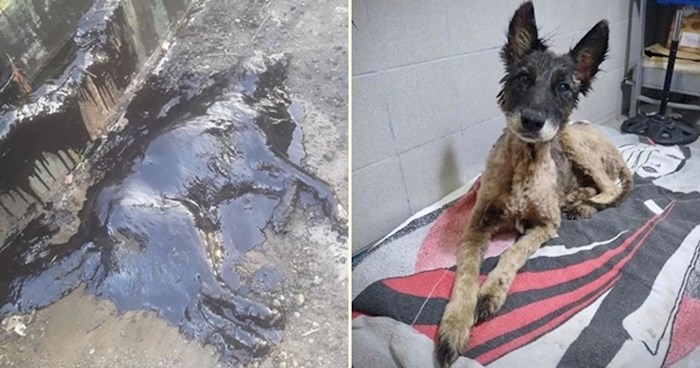 Pas koji je nađen potpuno prekriven katranom uspješno se oporavlja