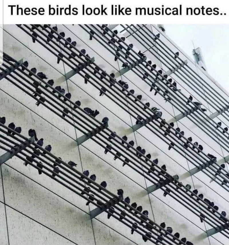 3. Ptice izgledaju kao note u kajdanci...😱