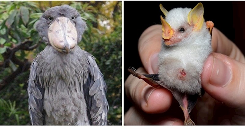 Životinje koje izgledaju kao da se priroda dobro našalila na njihov račun