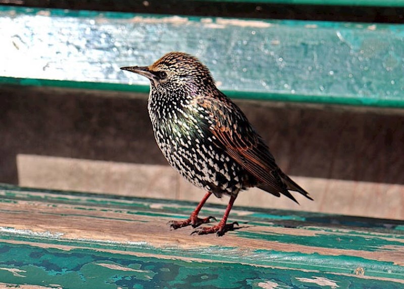 7. Mozart je imao ljubimicu pticu koja je pjevala dijelove njegovih klavirskih sonata