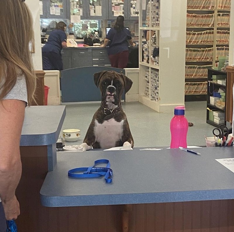 11. "Danas sam išla kod veterinara pokupiti lijekove za svoga psa, a umjesto žene na recepciji me dočekao ovaj frajer!"😎