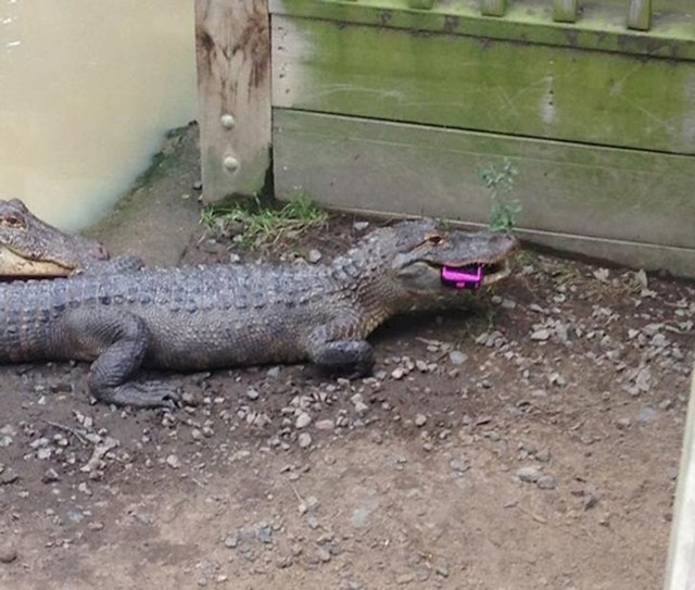 1. Djevojčici je ispao mobitel u Zoološkom, a odmah ga je zgrabio jedan krokodil. Vjerojatno ga neće dobiti natrag...