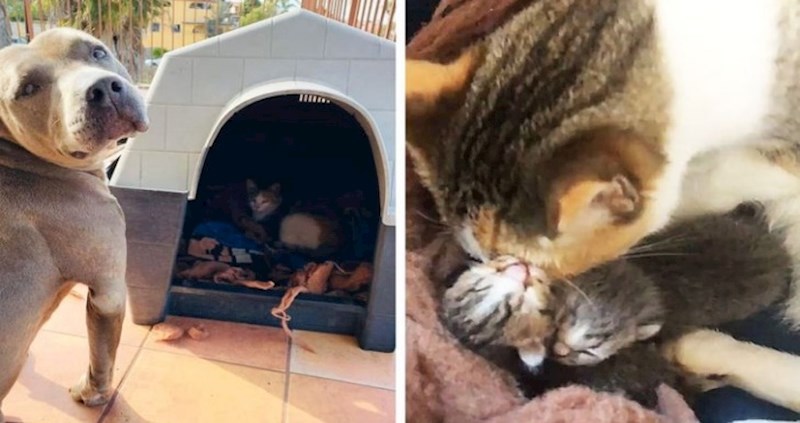 18 kućnih ljubimaca koji su pokazali da i životinje mogu biti heroji