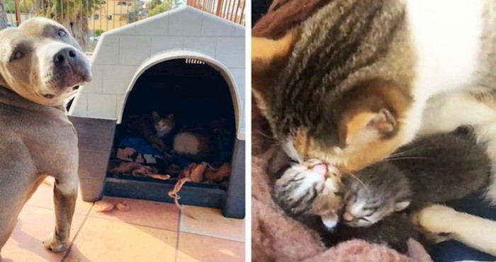 18 kućnih ljubimaca koji su pokazali da i životinje mogu biti heroji