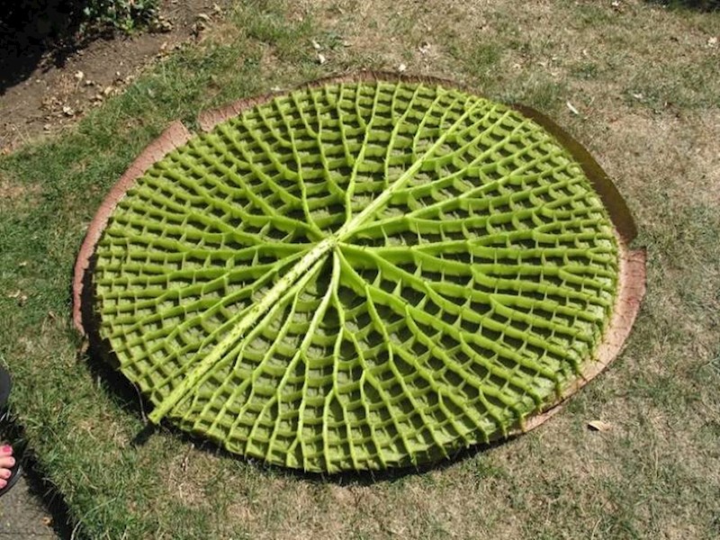 14. Lopoč s donje strane izgleda kao labirint