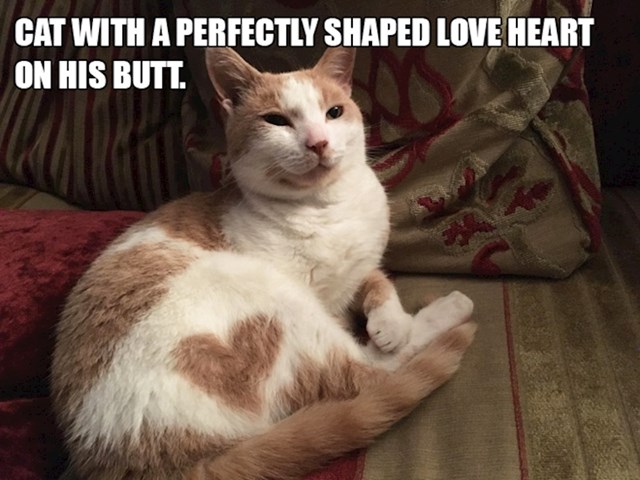 5. Maca koja ima savršeno oblikovano srce na guzi🥰