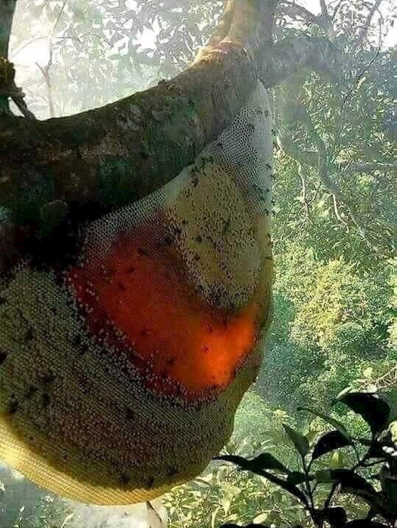 8. Prirodna košnica puna meda