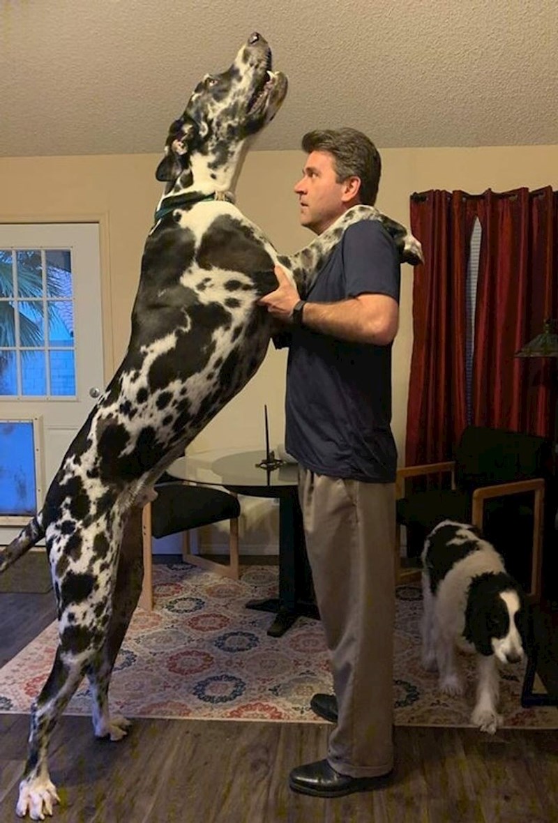 7. Kako on prolazi kroz ova pseća vratašca iza?