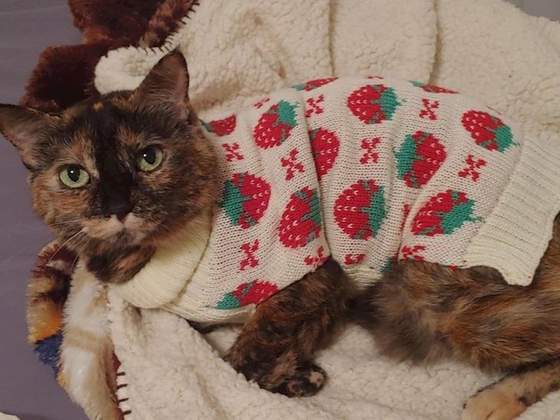 7. Tog jutra osjećao sam se jako loše. Mačka je bila jako dosadna i stalno me slijedila, tad sam shvatio da osjeća da nešto nije u redu. Izmerio sam temperaturu - bila je preko 40.