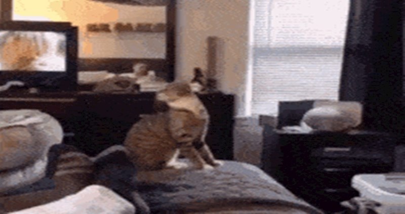 Ova mačka je pravi ninja, pogledajte njezinu ludu vratolomiju