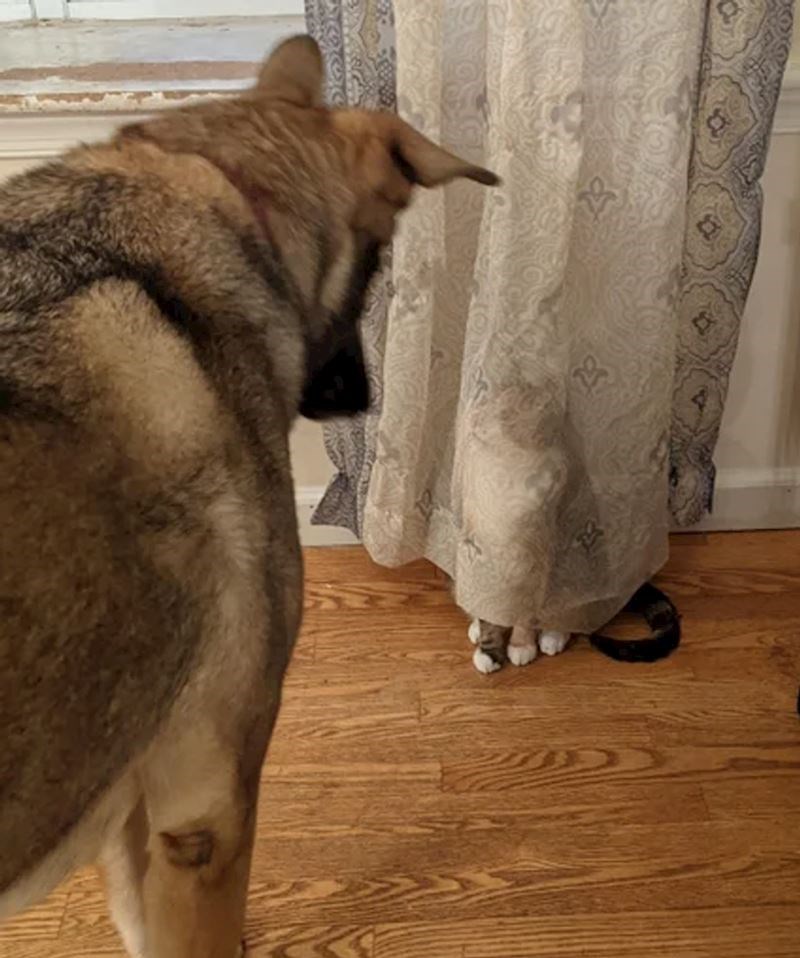 7. Ma neee, nitko te ne vidi iza zavjese..🤣