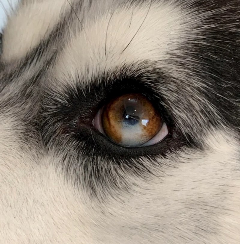 17. "Oko moga psa je ovakvo cijeli njegov život."