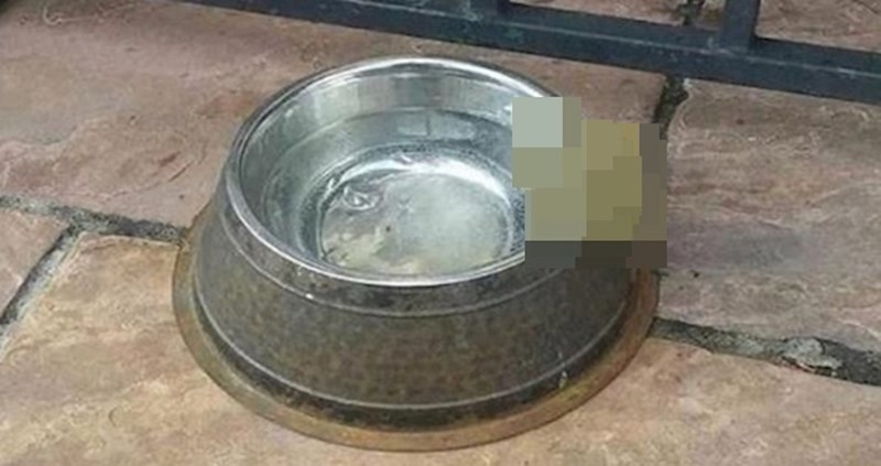 Vlasnik svoga ljubimca poslužuje kao konobar u kafiću