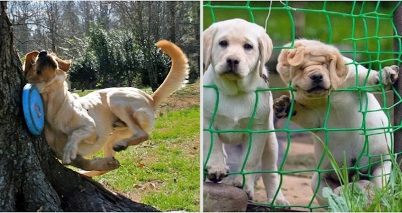 20 smiješnih pasa koji su se našli u nesretnim situacijama