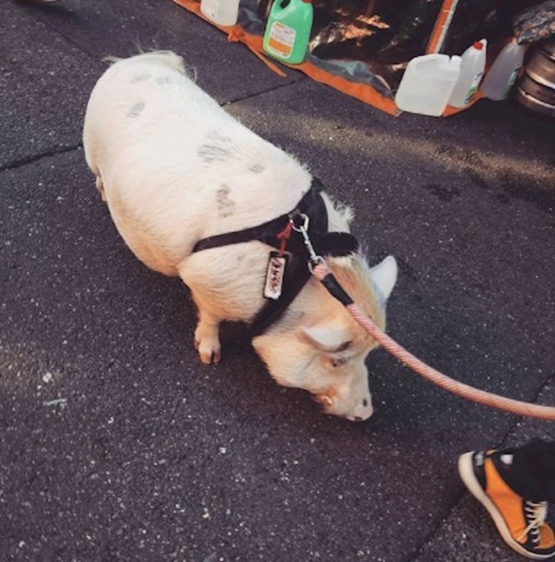 5. Samo u Japanu vidjet ćete kako lik šeće vepra...