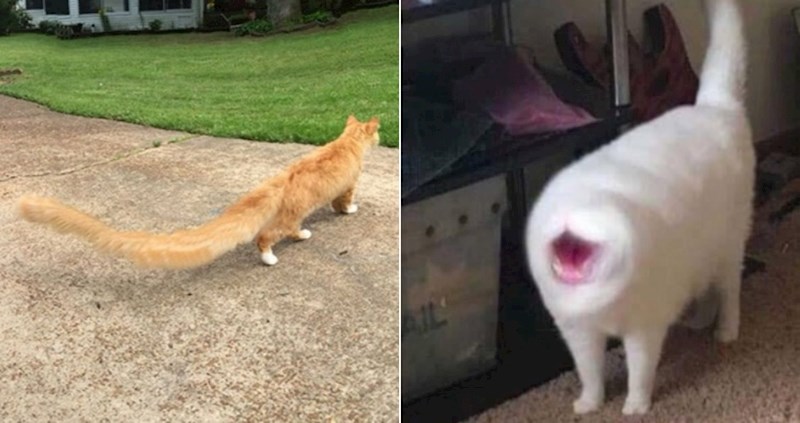 Ljudi objavljuju neuspjele panoramske fotke mačaka, izgledaju kao čudovišta iz druge dimenzije