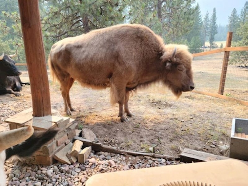 14. Bizon koji ima depigmentaciju krzna